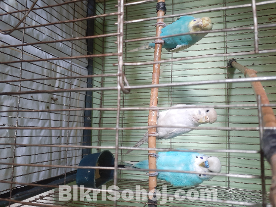 Bajrigar adult pair